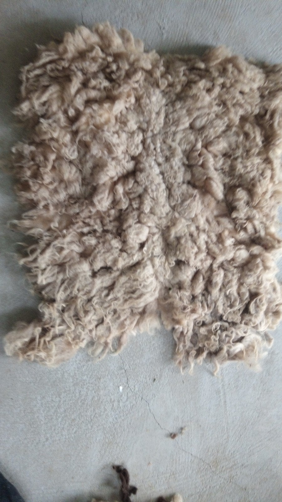Witte schapenwol van ouassant schaapje geschoren als vacht, Hobby en Vrije tijd, Spinnewielen en Spinnen, Spinwol, Ophalen of Verzenden