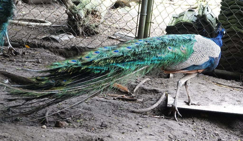 pauw blauwe hanen   volwassen  mooie staart pauwhaan, Dieren en Toebehoren, Pluimvee, Mannelijk, Overige soorten