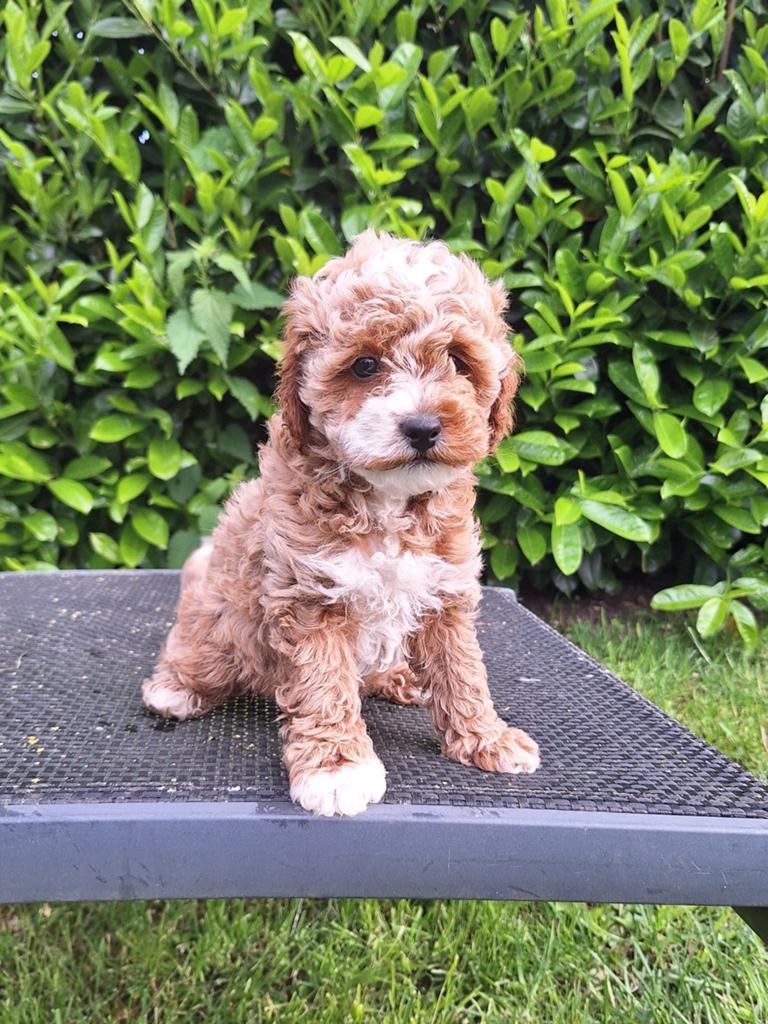 Schattig, lieve maltipoo pups zoeken een vijf ️⭐️huisje!, Overige rassen, 8 tot 15 weken, Meerdere, Meerdere dieren