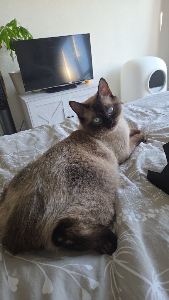 Kat, Kater, 0 tot 2 jaar