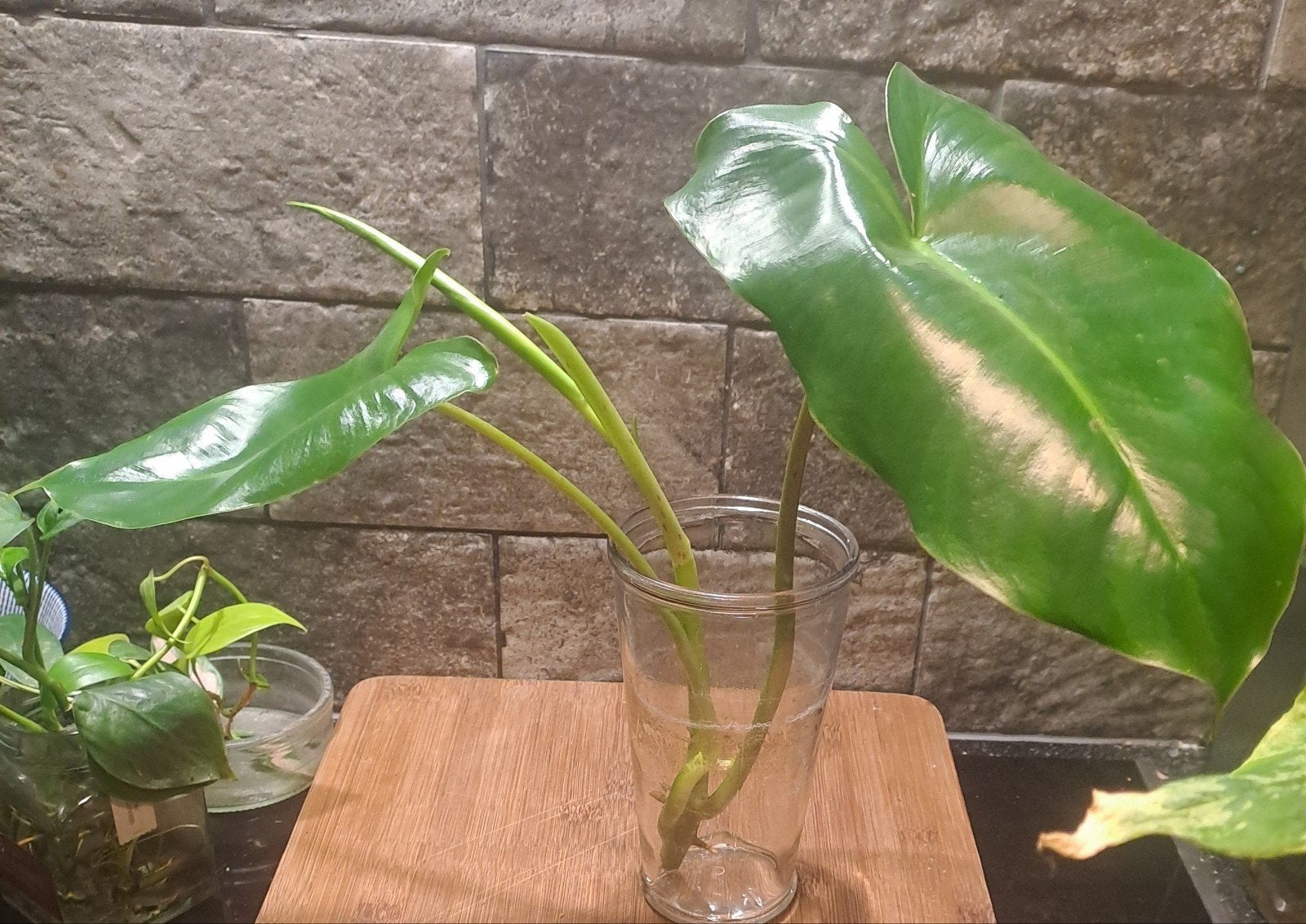 philodendron Burle Marx, Ophalen of Verzenden, Halfschaduw, Minder dan 100 cm