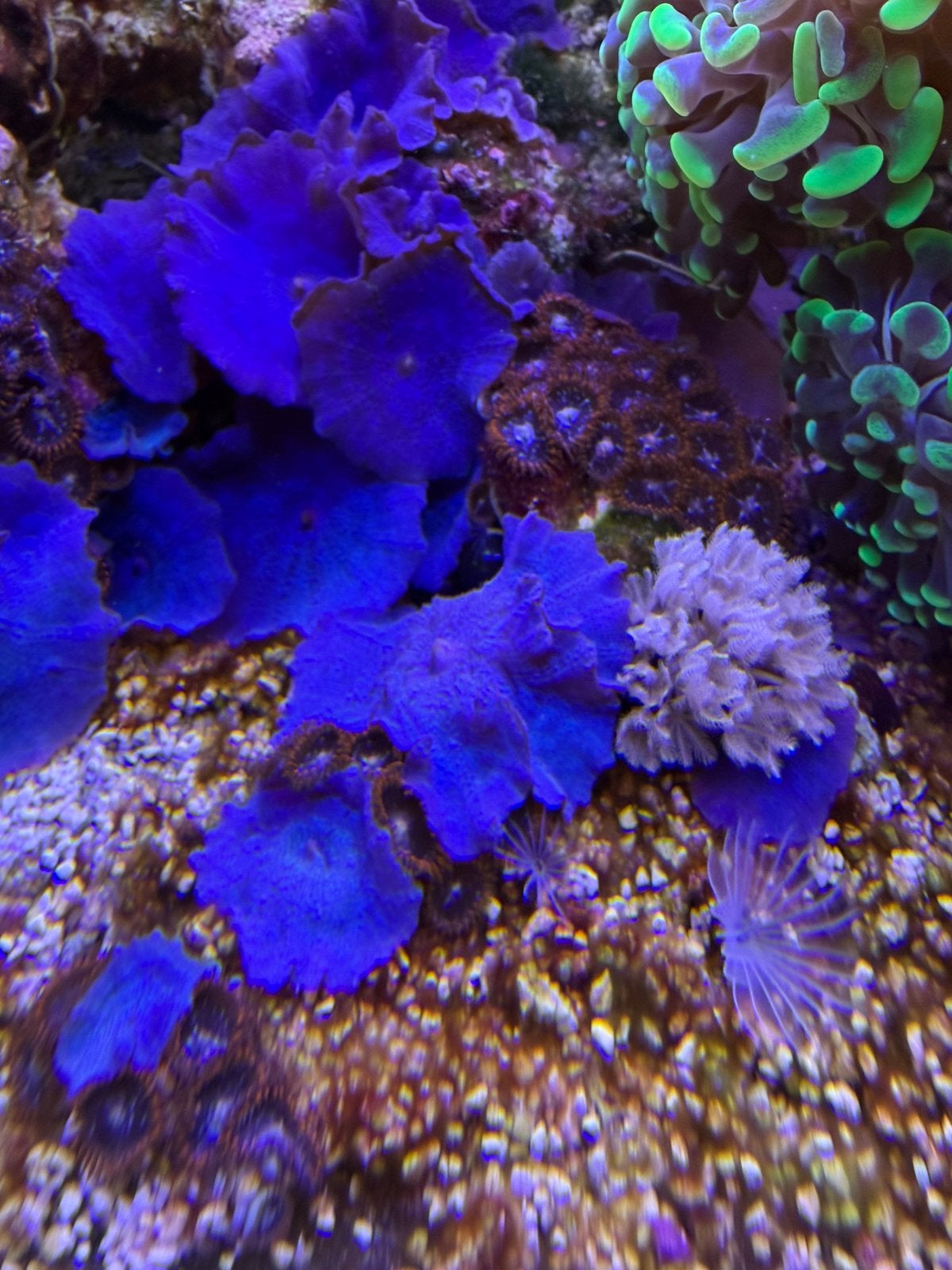 Blauwe oren €4, Overige typen, Zoutwatervis