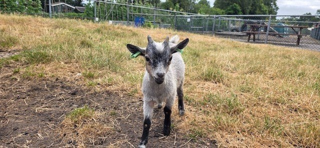 lief klein dwerggeitje (bokje), Dieren en Toebehoren, Mannelijk, Geit, 0 tot 2 jaar