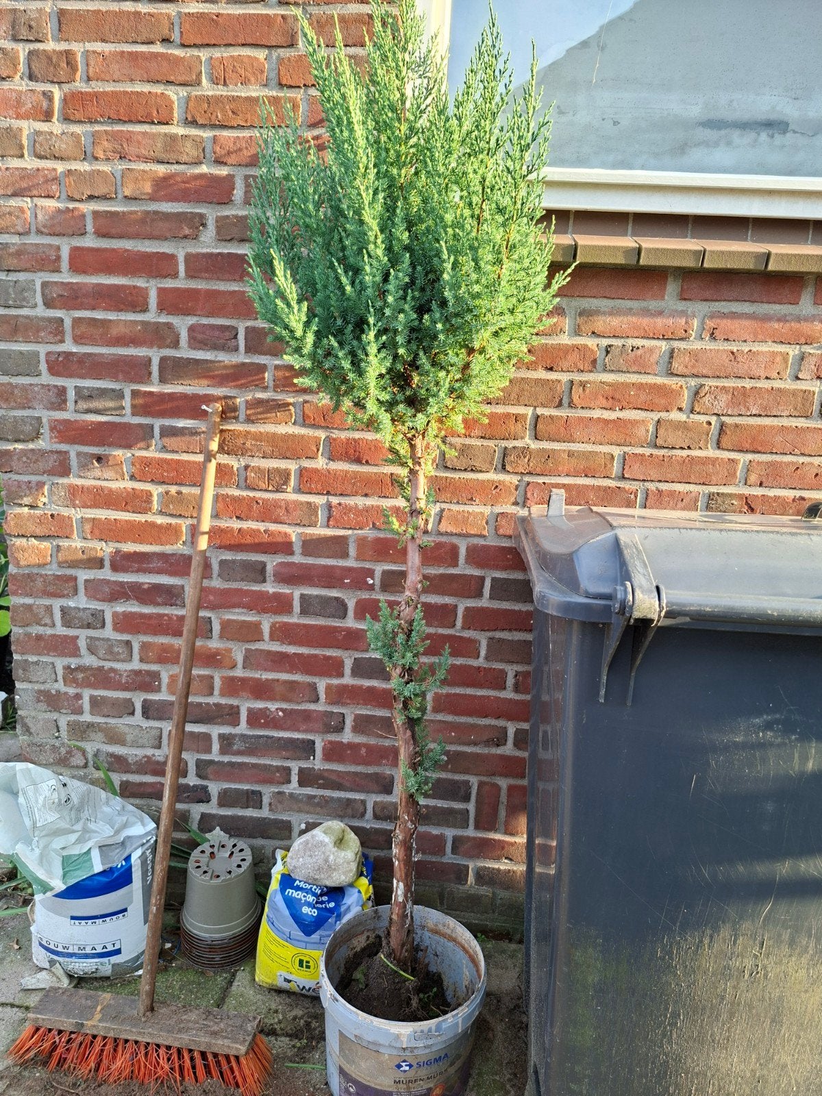 Jeneverbes boom - 1,50m hoog, 9 jaar oud, Ophalen, Overige soorten, 100 tot 250 cm