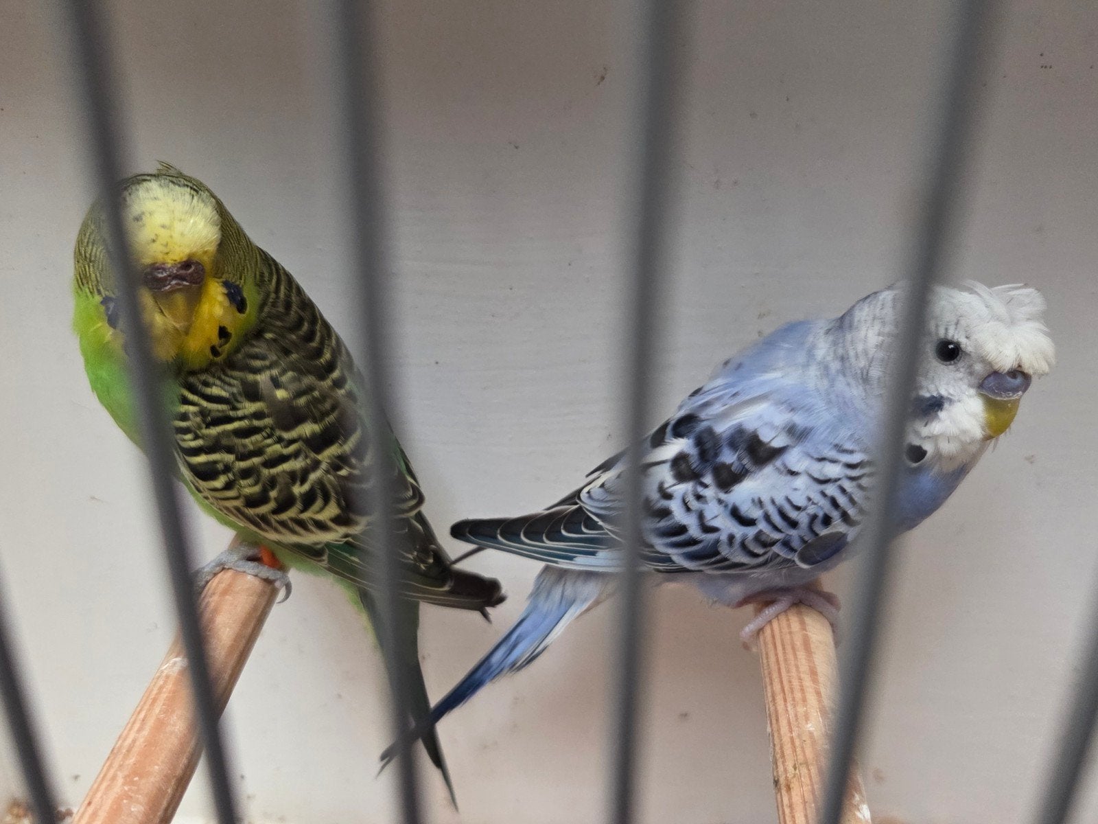 koppeltje kuif(toupet) x split blackface grasparkieten, Meerdere dieren, Parkiet