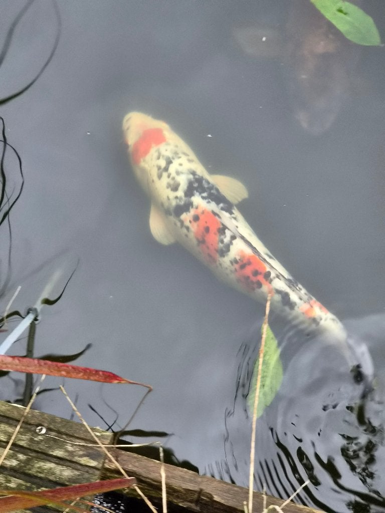 Mooie koi karpers, Karper of Koi