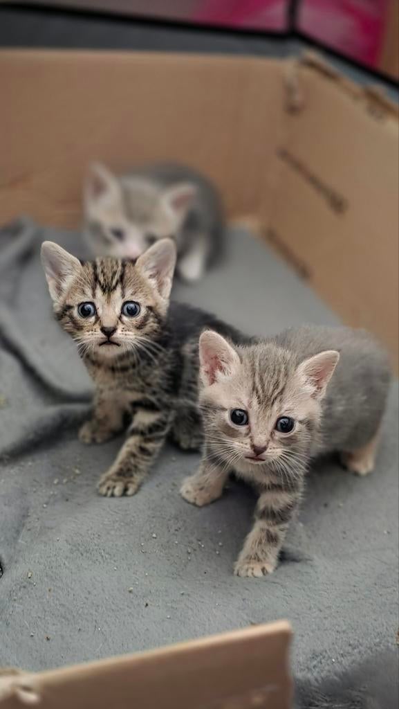 Nog3 Mooie Dames! "Britse korthaar×Bengaal" MIXed- Kittens!, Dieren en Toebehoren, Meerdere dieren