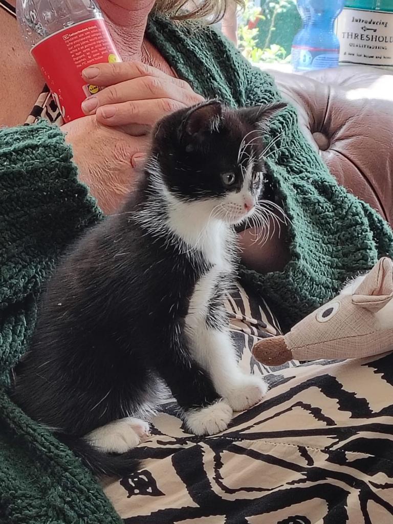 Kitten, Poes