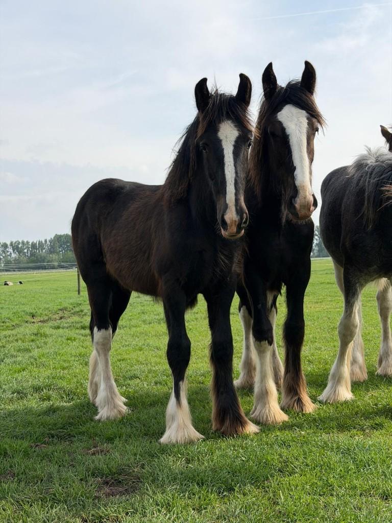 2 span  zwarte Shire hengsten, Verzamelen, Dierenverzamelingen, Ophalen of Verzenden, Beeldje of Figuurtje