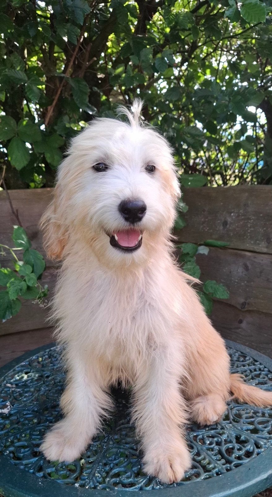 Prachtige Golden doodle pupjes uit gezond geteste ouders️, Parvo, Overige rassen, 8 tot 15 weken, Meerdere