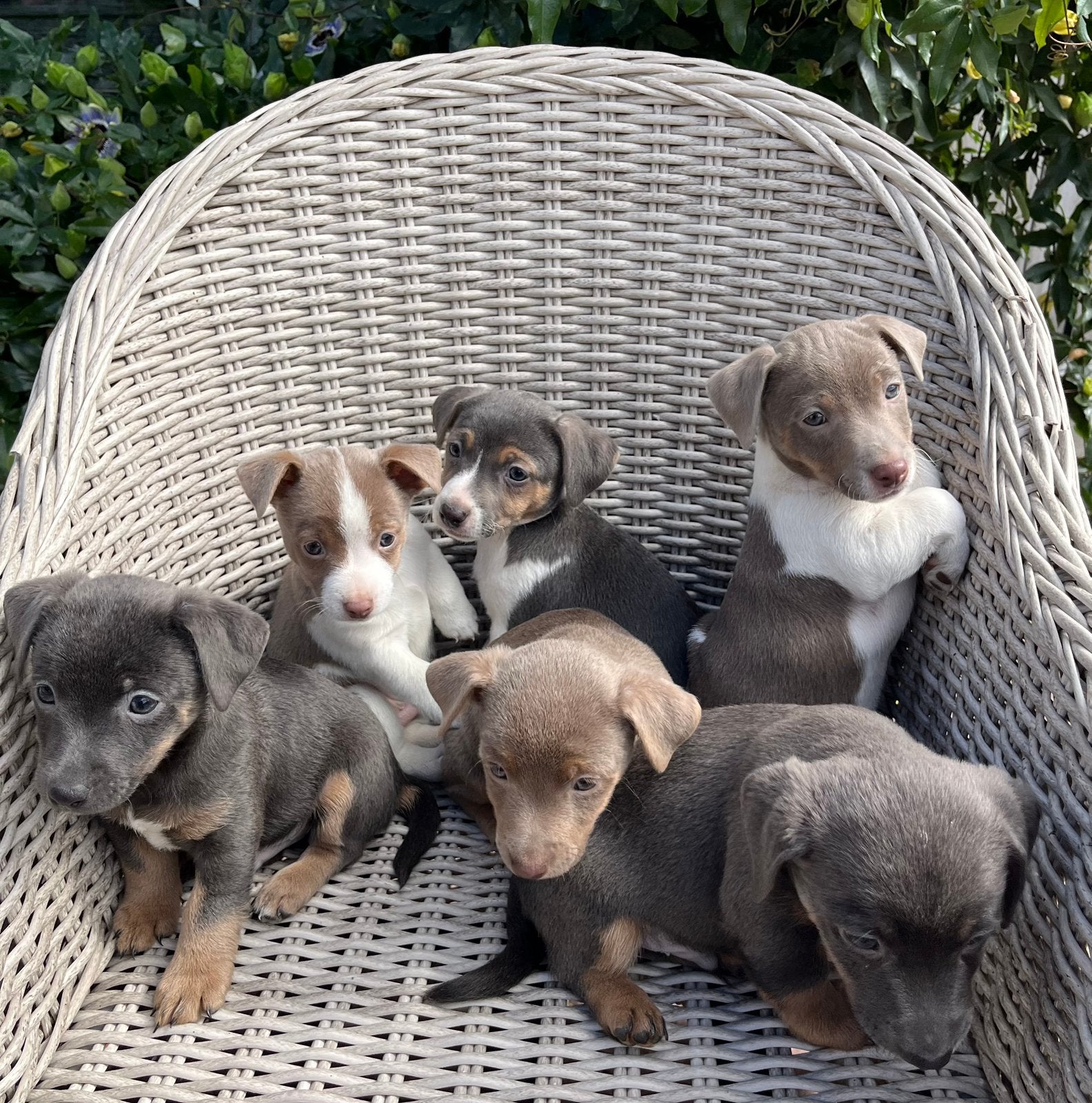 Jack Russel pups, Dieren en Toebehoren, Jack Russell Terriër, 8 tot 15 weken, Meerdere, Meerdere dieren