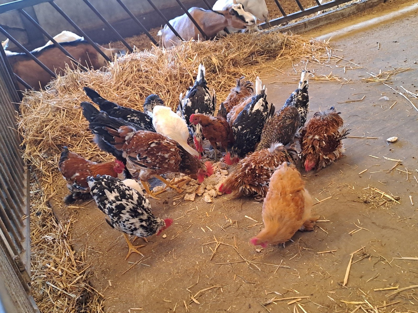jonge hanen verschillende soorten, Dieren en Toebehoren, Pluimvee, Mannelijk, Kip