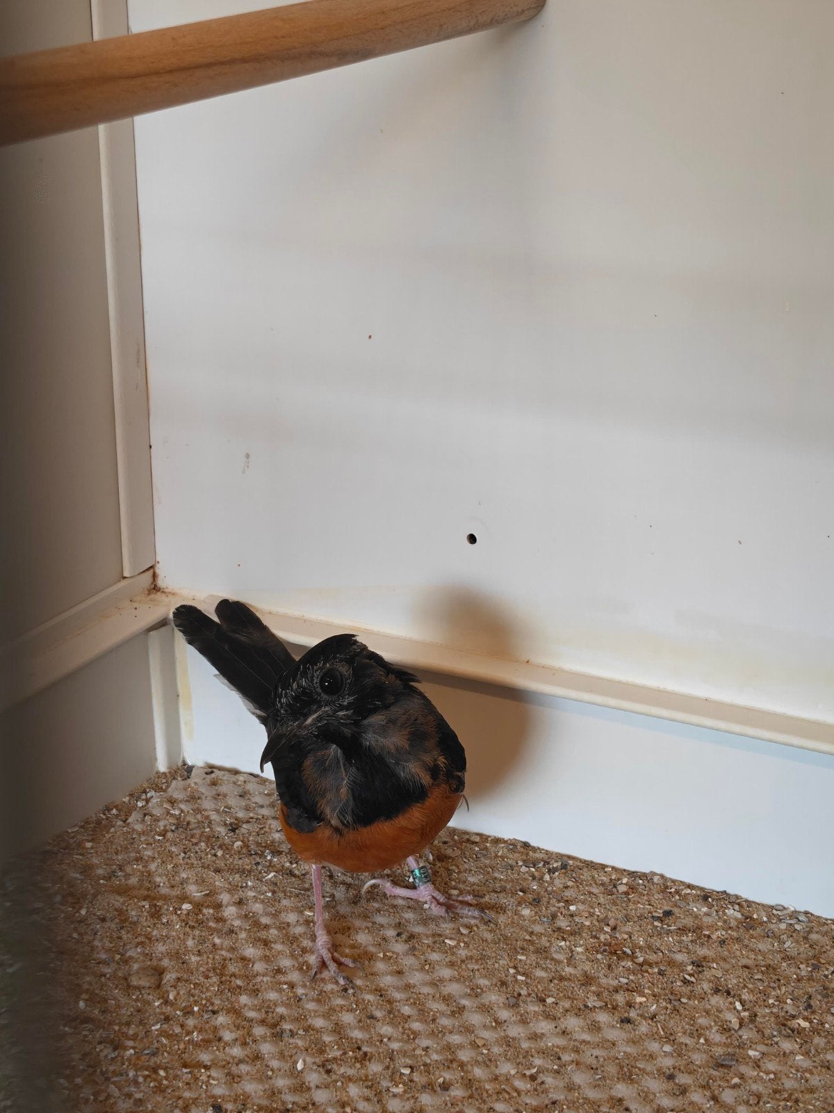 Te koop prachtige schamalijster man, Dieren en Toebehoren