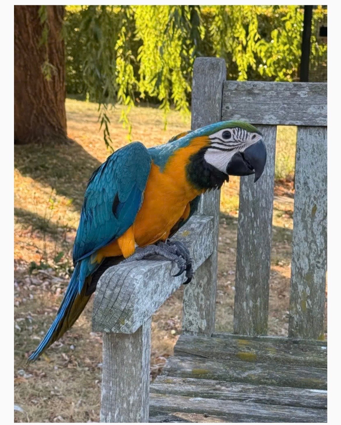 blauw-gele ara’s, Dieren en Toebehoren