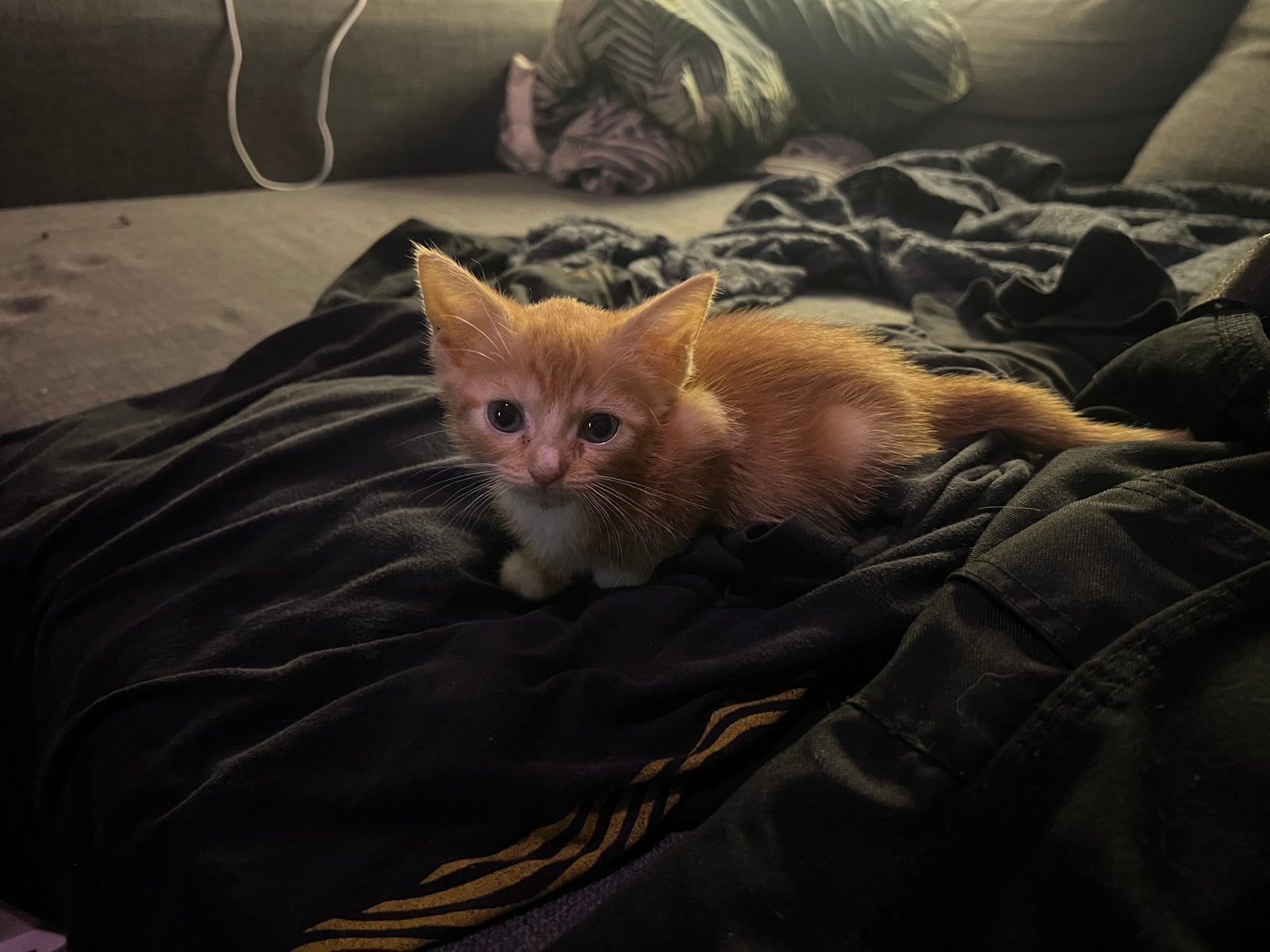 kitten 9/10 weken oud, Poes, Kortharig, 0 tot 2 jaar