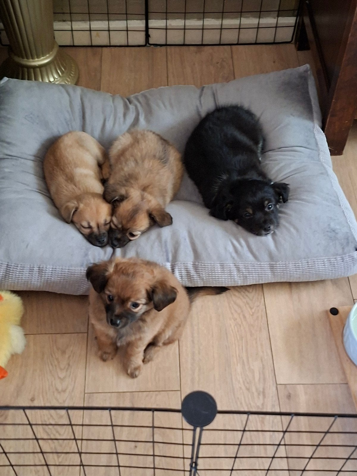 Superlieve goed gesocialiseerde pupjes, Dieren en Toebehoren, Parvo, 8 tot 15 weken, Meerdere, Meerdere dieren