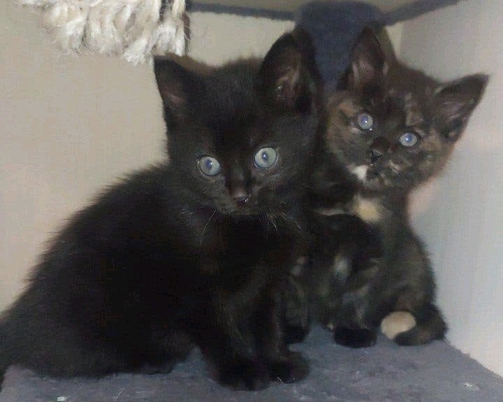 2 kruising britse Britse korthaar/turkse Angora kittens, Dieren en Toebehoren