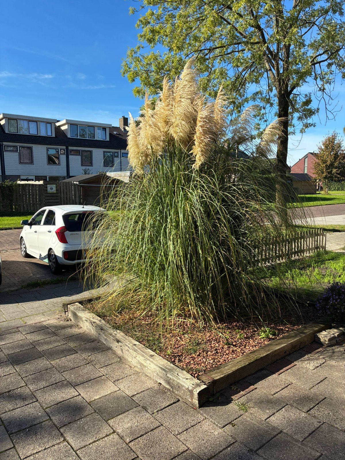 Mooie grote pampasgras plant, Tuin en Terras, Ophalen of Verzenden, Overige soorten, Volle zon