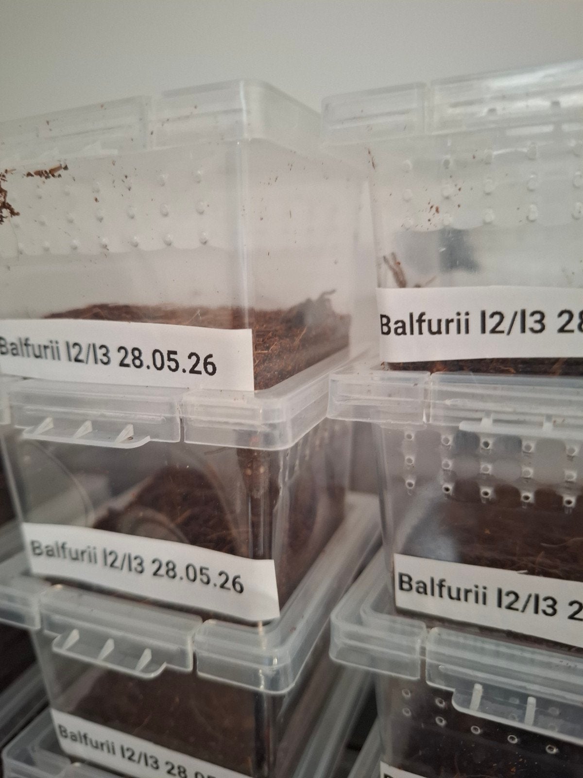 Balfurii l2/l3