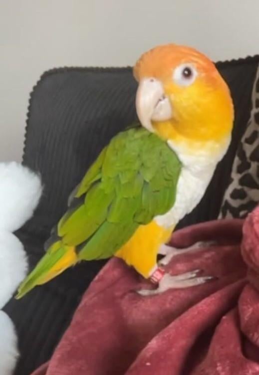 Lieve roestkop caique met kooi en speeltjes, Dieren en Toebehoren, Vogels | Parkieten en Papegaaien, Mannelijk, Papegaai