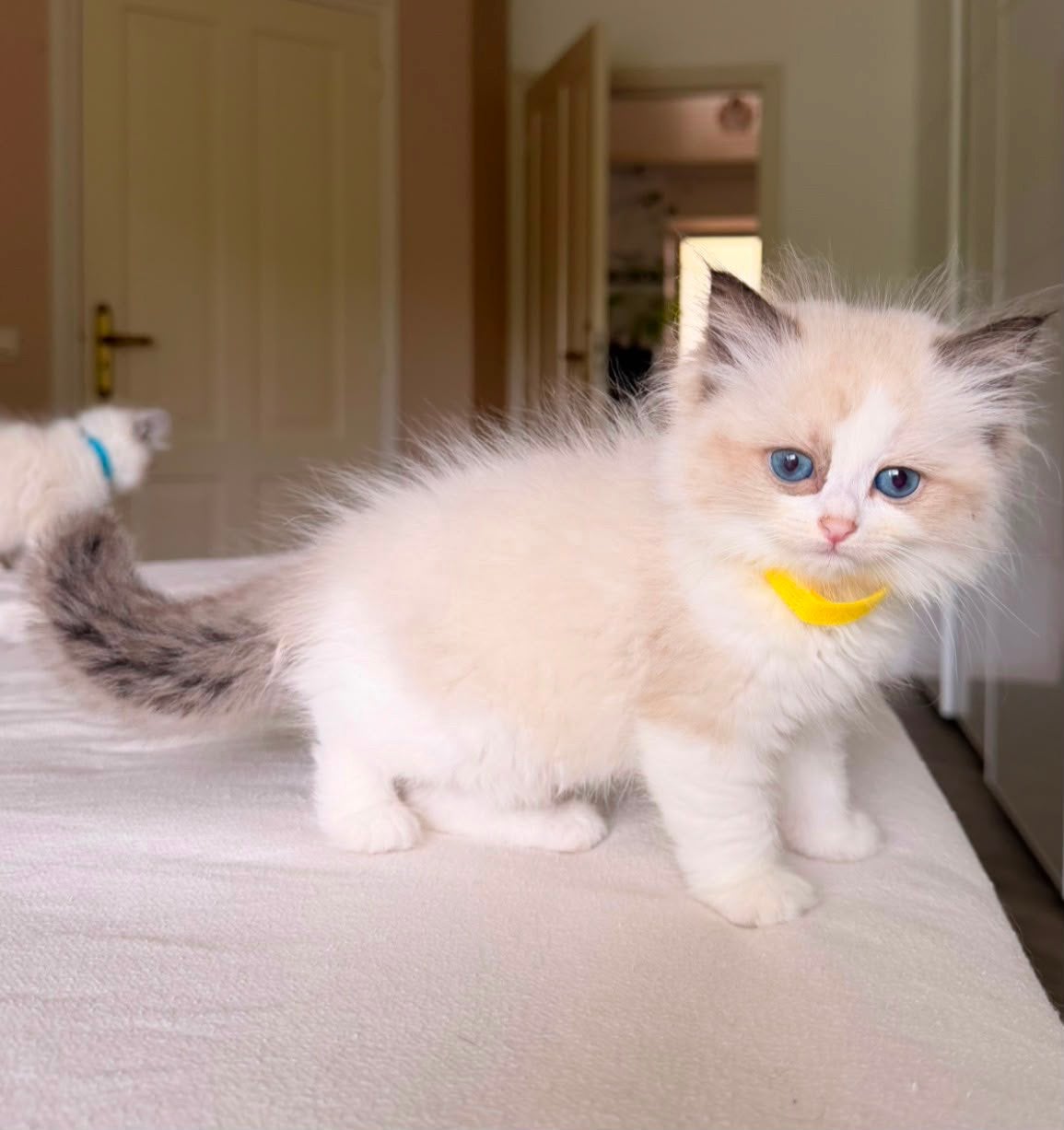 Ragdoll kittens met stamboom, Meerdere dieren, Met stamboom