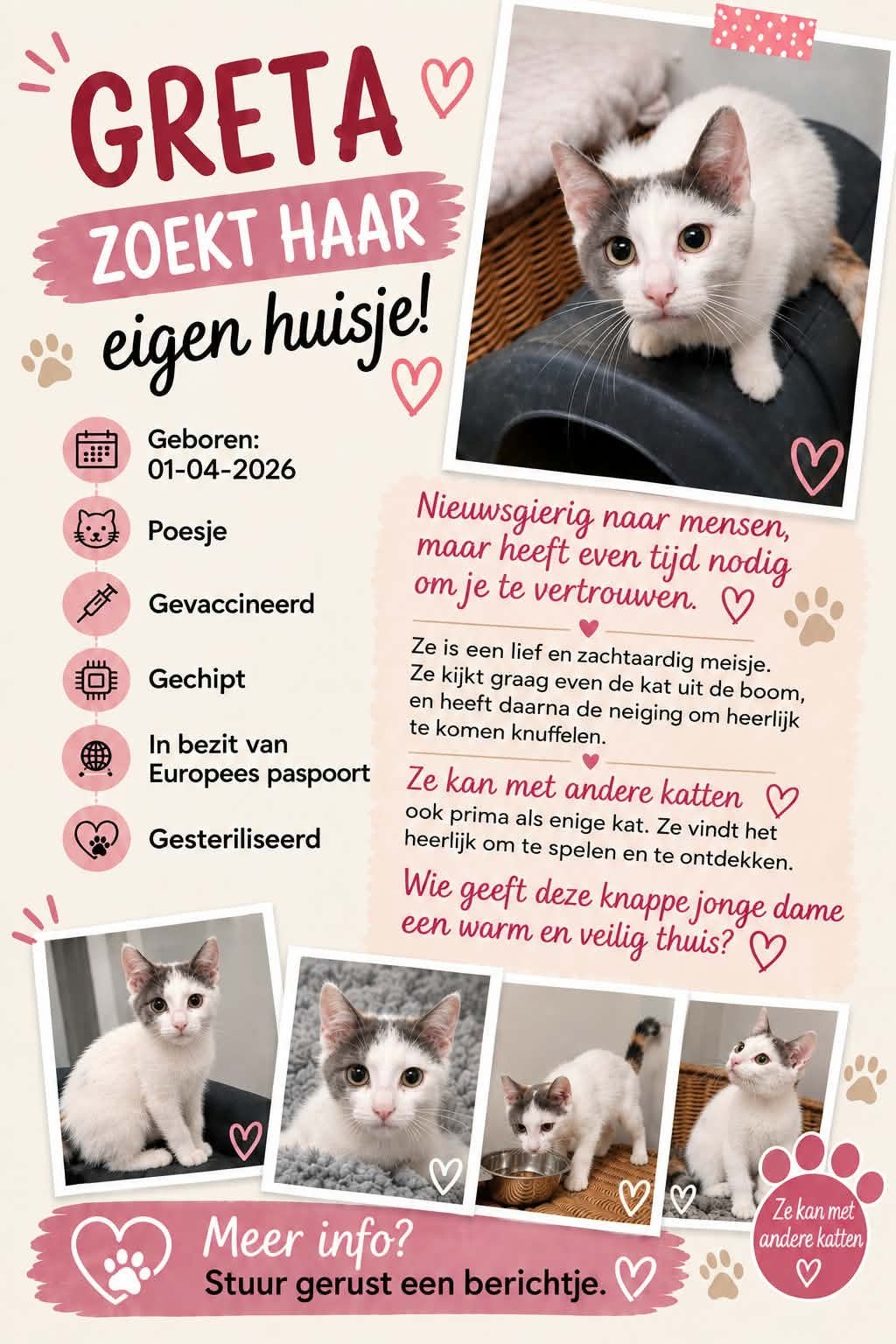 Europees korthaar knuffel kittens 5 maanden, Meerdere dieren, Kortharig, 0 tot 2 jaar