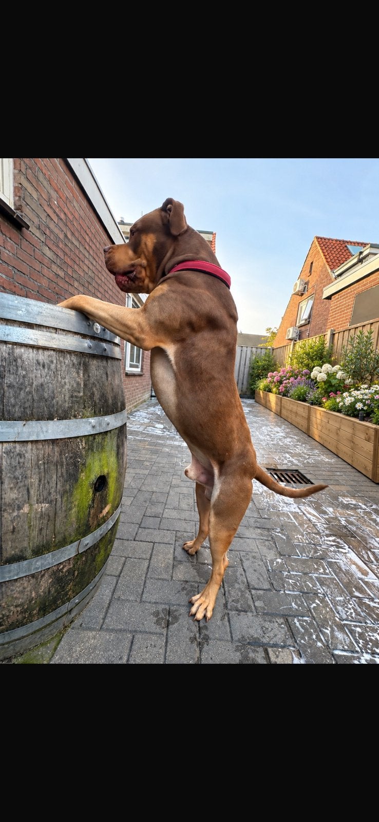 AMERICAN BULLY XL Dekreu MAMBOO CHOCO TRI COLOR !, Reu, 1 tot 2 jaar, Eén hond, CDV (hondenziekte)