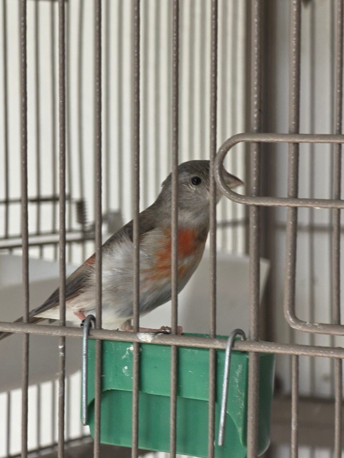 Kapoetsensijs pop 2025, Dieren en Toebehoren, Vrouwelijk, Tropenvogel, Geringd