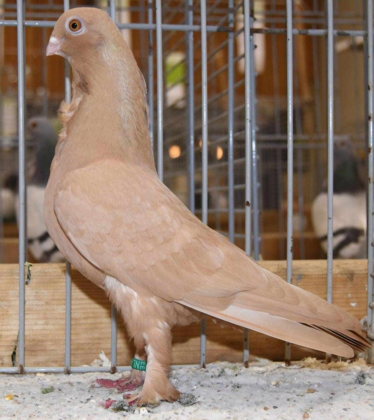 Gezocht figurita meeuwtjes, Meerdere dieren, Overige soorten