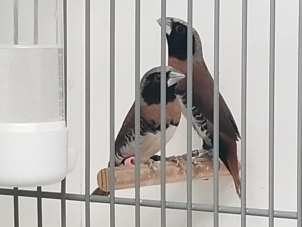 gezocht dwergrietvinken koppels of poppen, Dieren en Toebehoren, Vogels | Overige Vogels, Meerdere dieren, Tropenvogel, Geringd