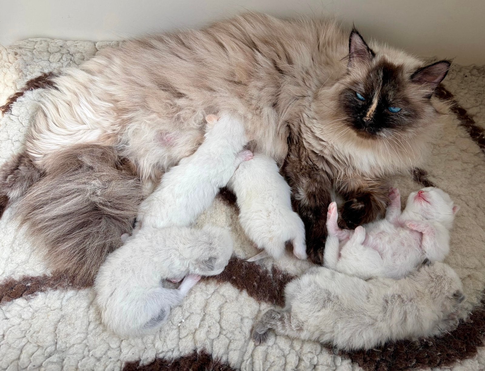 Siberische neva masquerade kittens, Meerdere dieren, Met stamboom, 0 tot 2 jaar