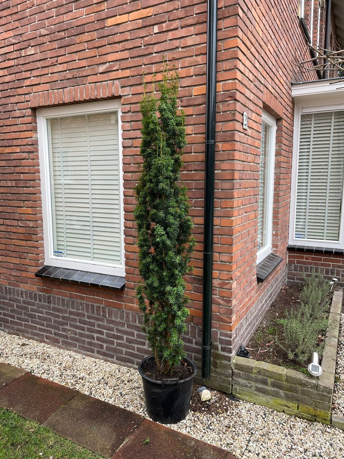 Taxus Baccata Fastigiata - Voor solitair | Zuiltaxus in pot!, Ophalen of Verzenden, Taxus, Struik, 100 tot 250 cm