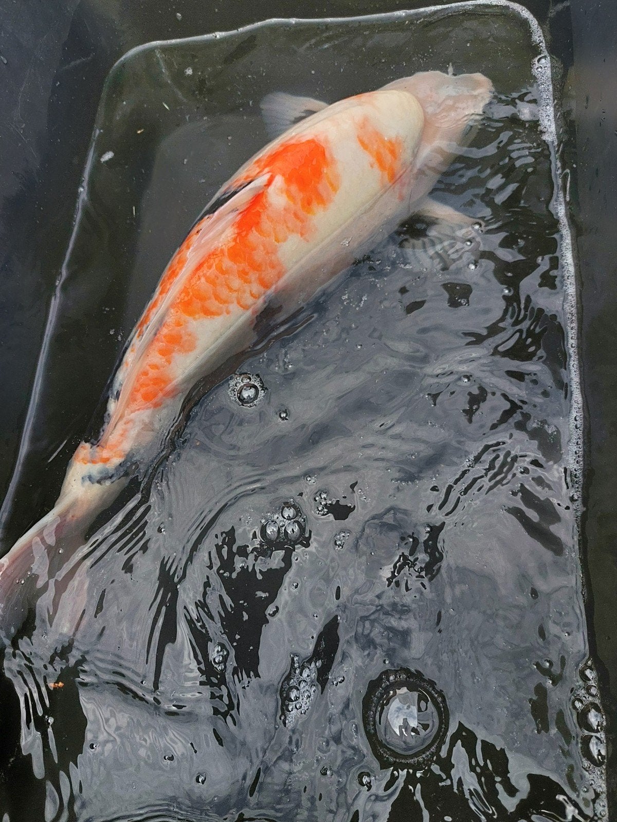 Doitsu Kikusui – 53 cm, Dieren en Toebehoren, Vissen | Vijvervissen, Karper of Koi