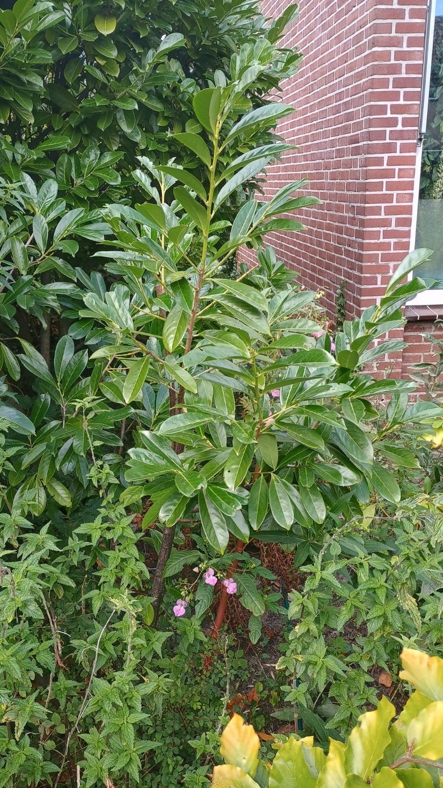 laurier struik, Ophalen, Laurier, Struik, 100 tot 250 cm