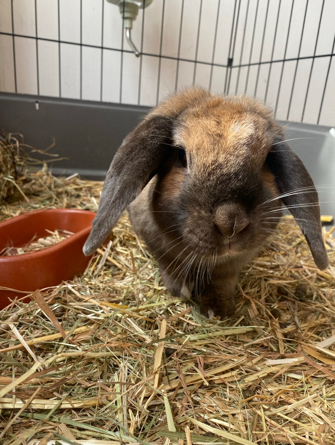 Penny (6) zoekt fijn thuis met nieuw vriendje, Dieren en Toebehoren, Konijnen, Vrouwelijk, Klein, Hangoor, 6 tot 8 jaar