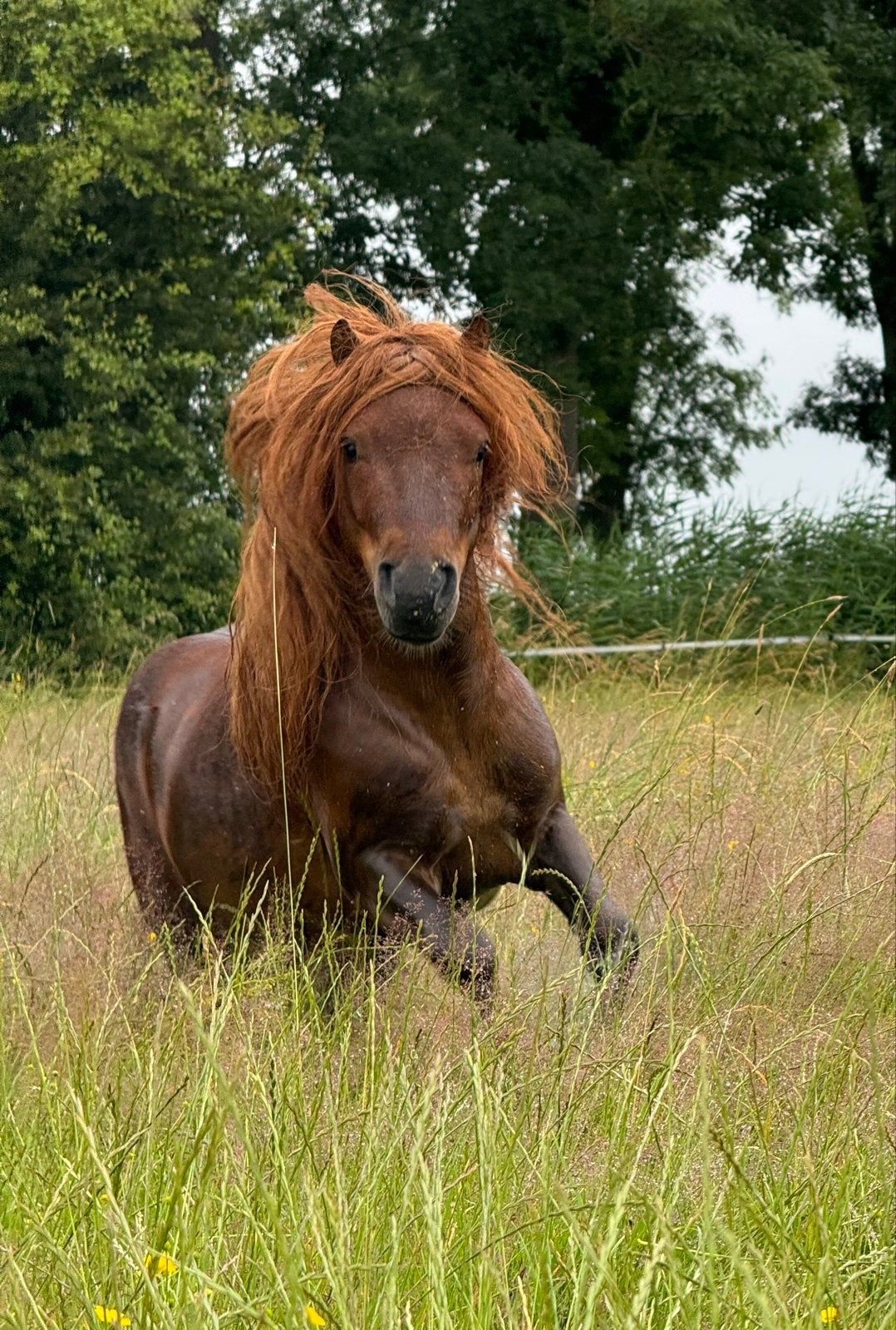 2 super knappe shetlander hengstjes zoeken nieuw huisje., Dieren en Toebehoren, Pony's, Met stamboom, Hengst, A pony (tot 1.17m)