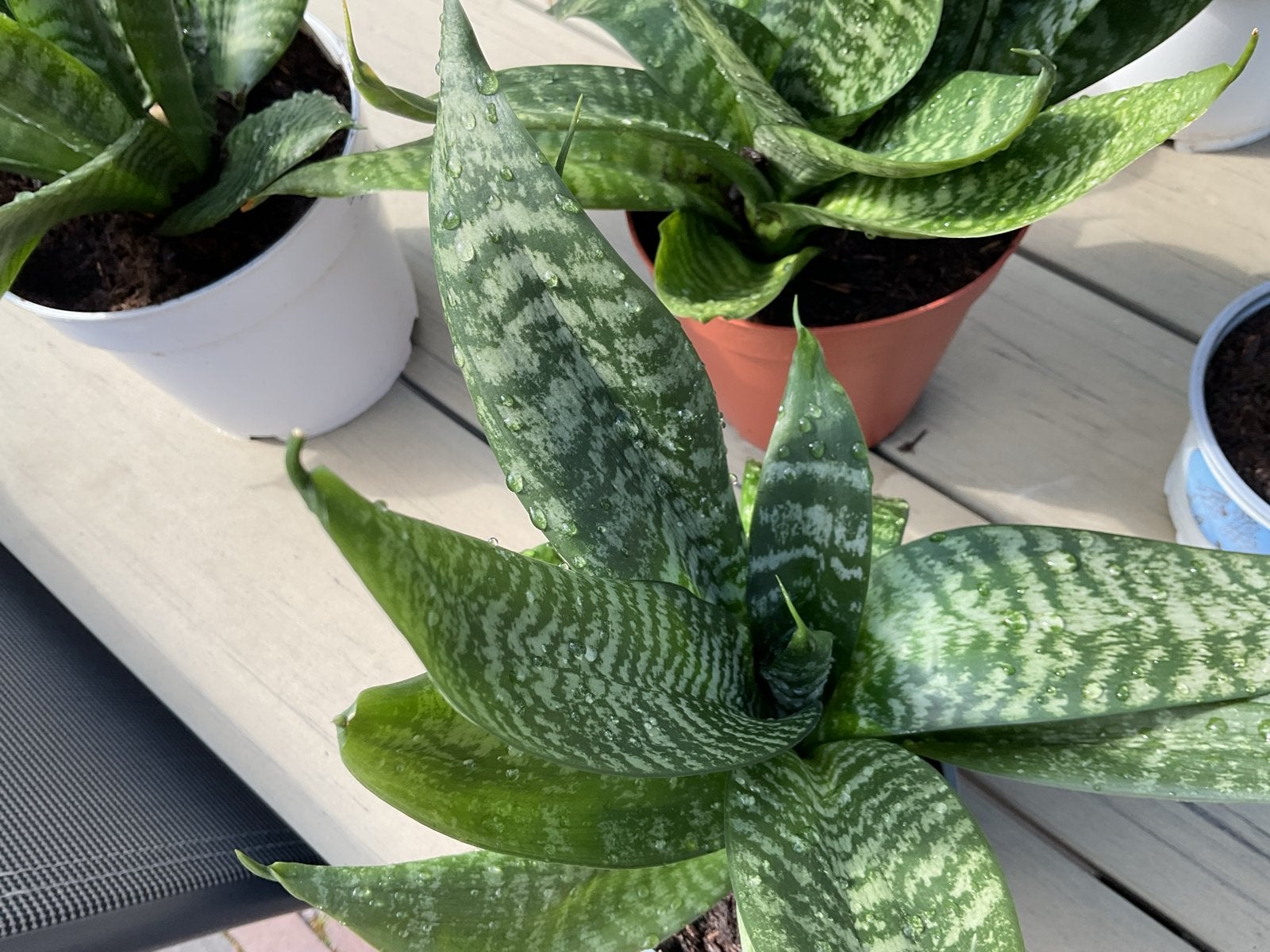 Sansevieria (Vrouwentong) - Donkere variant, Ophalen, Overige soorten, Halfschaduw, In pot