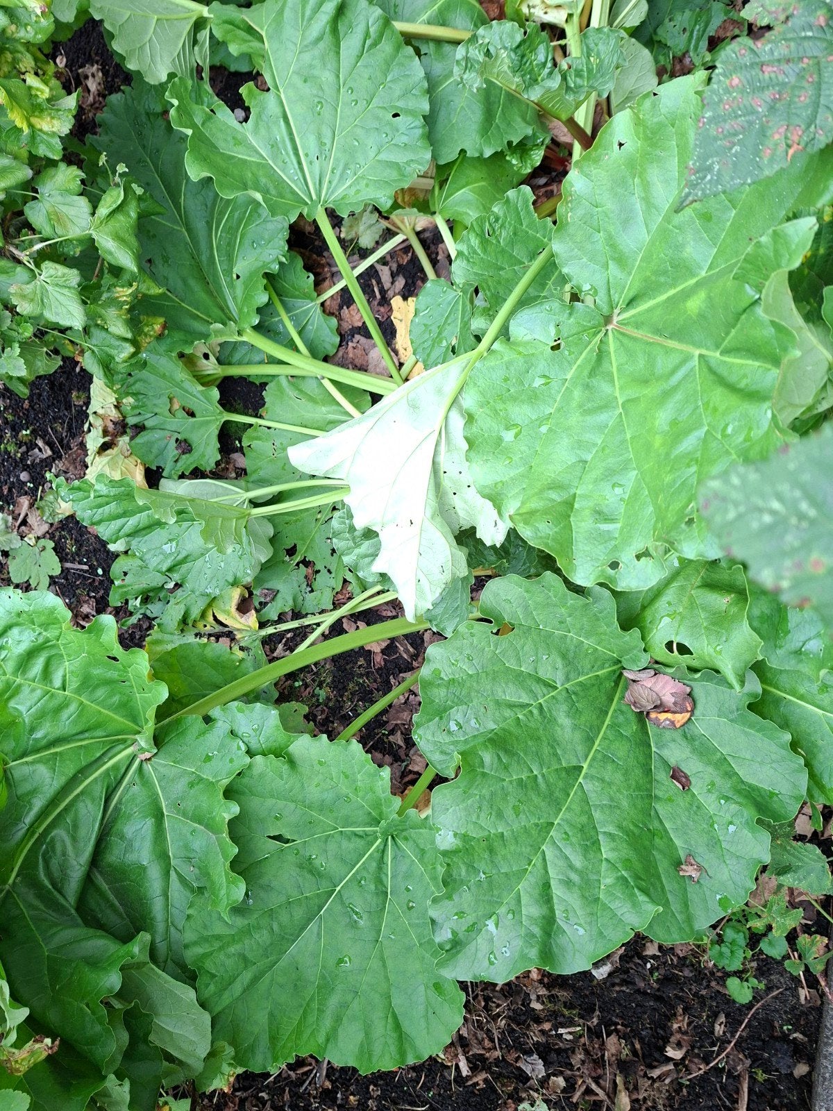 grote rabarberplant, Tuin en Terras, Ophalen, Overige soorten, Volle zon