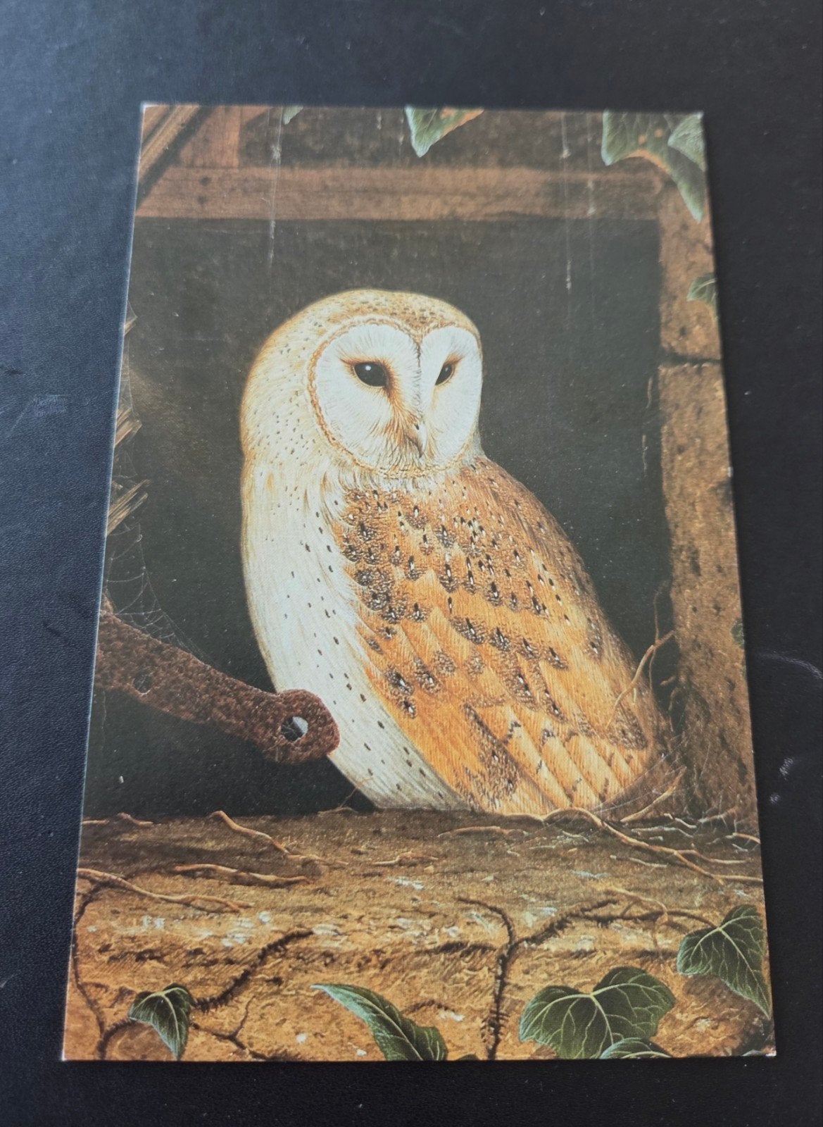 Vintage Ansichtkaart Kerkuil, Verzenden, 1980 tot heden, Ongelopen, Vogel
