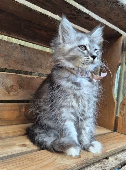 maine coon poesjes zonder stamboom, Dieren en Toebehoren, Katten en Kittens | Raskatten | Langhaar, Meerdere dieren, Gechipt, 0 tot 2 jaar