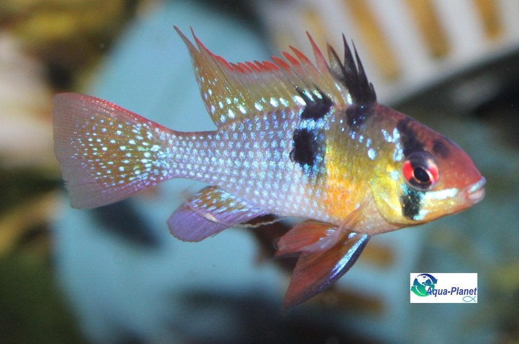 Mikrogeophagus ramirezi "Asia", Vis, Zoetwatervis