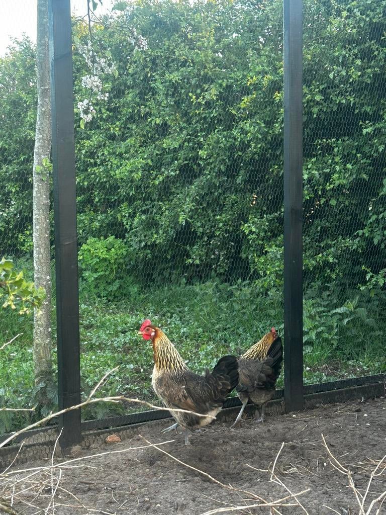 Mooie haan en kippen, Meerdere dieren, Kip