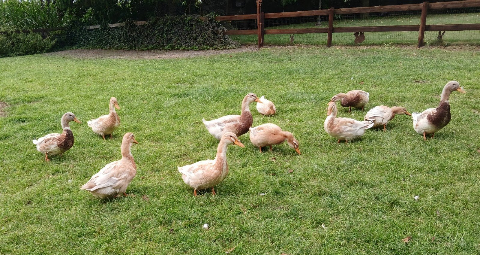 Saksen eenden, Dieren en Toebehoren, Meerdere dieren, Eend