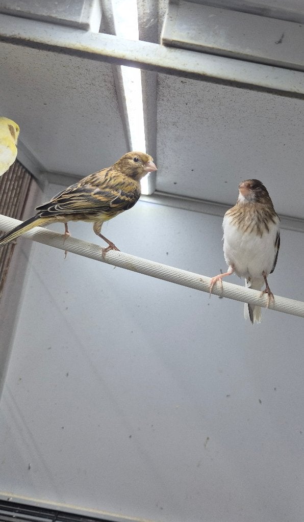 Timbrado (floreado) mannen, Dieren en Toebehoren, Vogels | Kanaries, Mannelijk, Zangkanarie
