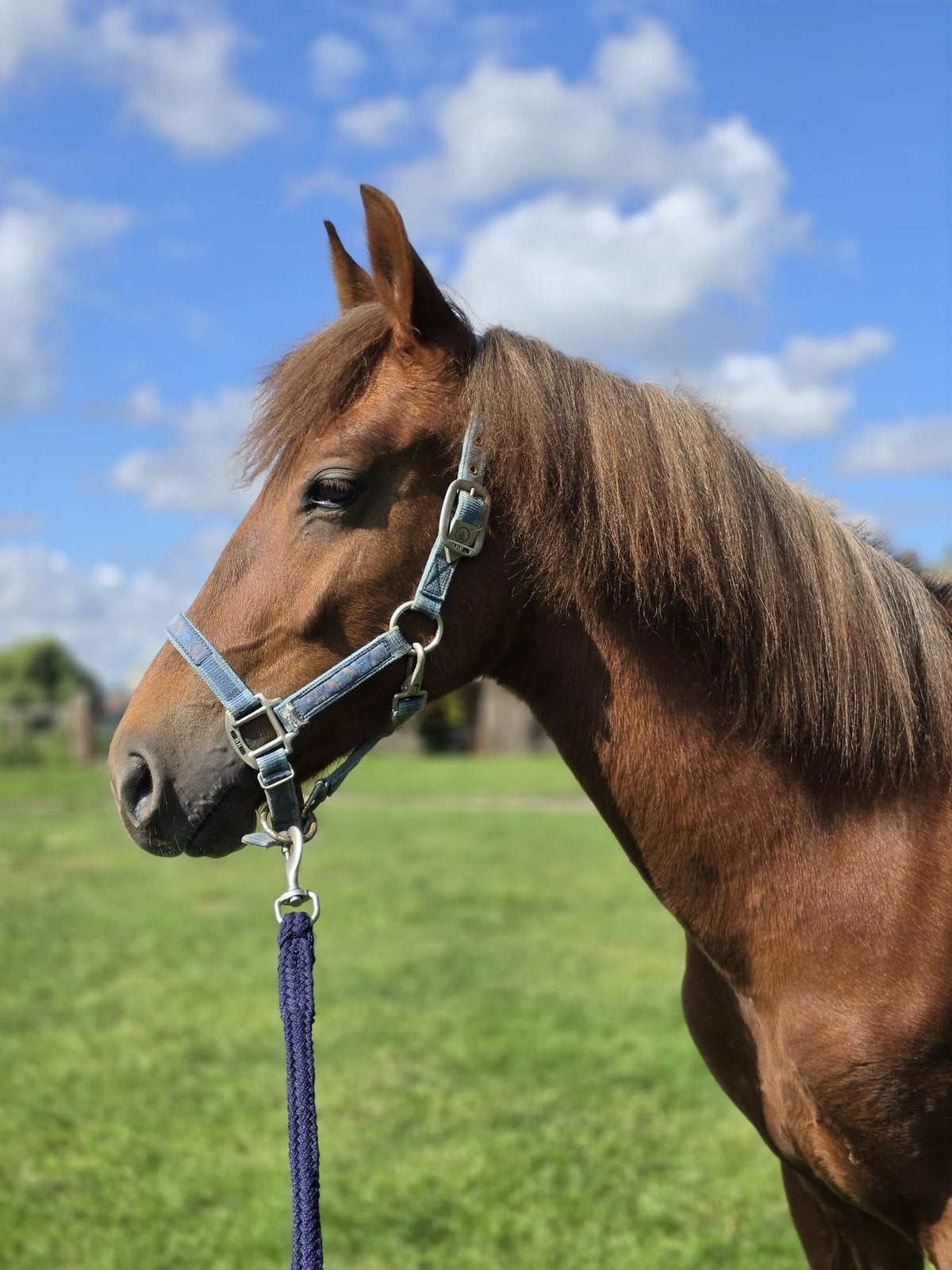 Prachtige lieve vos stamboek jaarling hengst, Dieren en Toebehoren, E pony (1.48m - 1.57m), Dressuurpony, Niet van toepassing