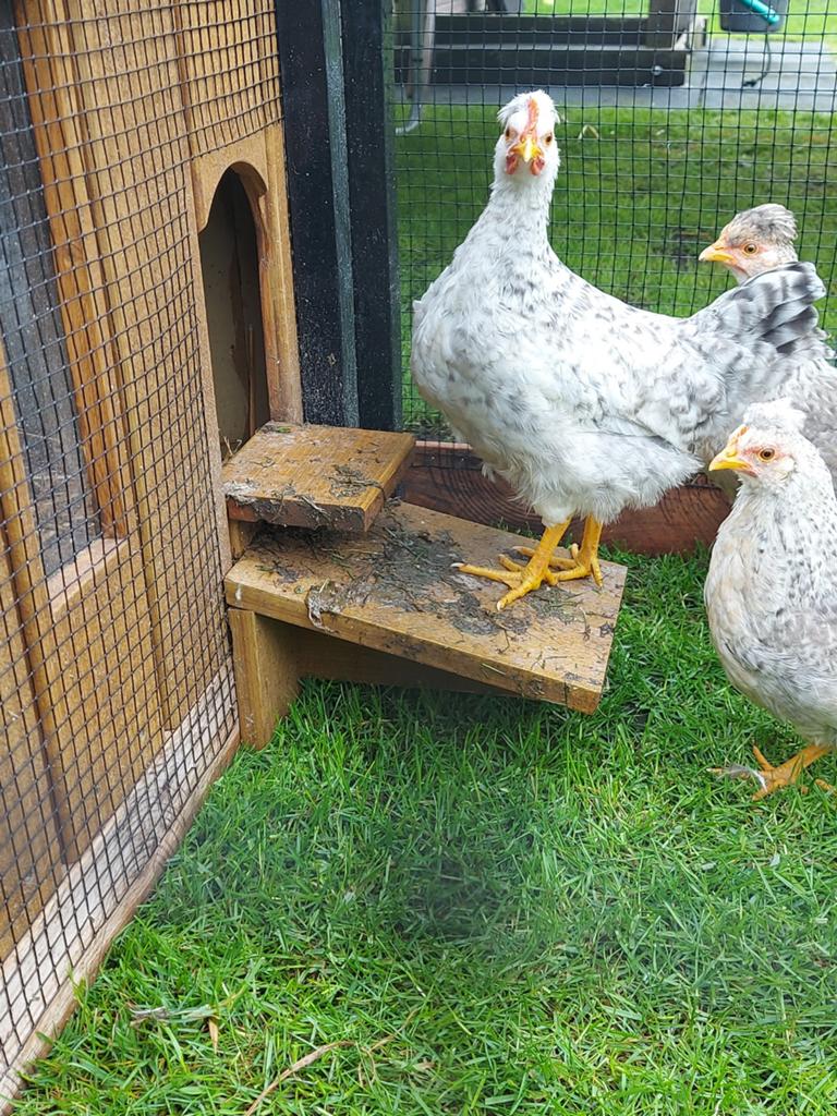 Cream legbar hanen, Dieren en Toebehoren, Mannelijk, Kip