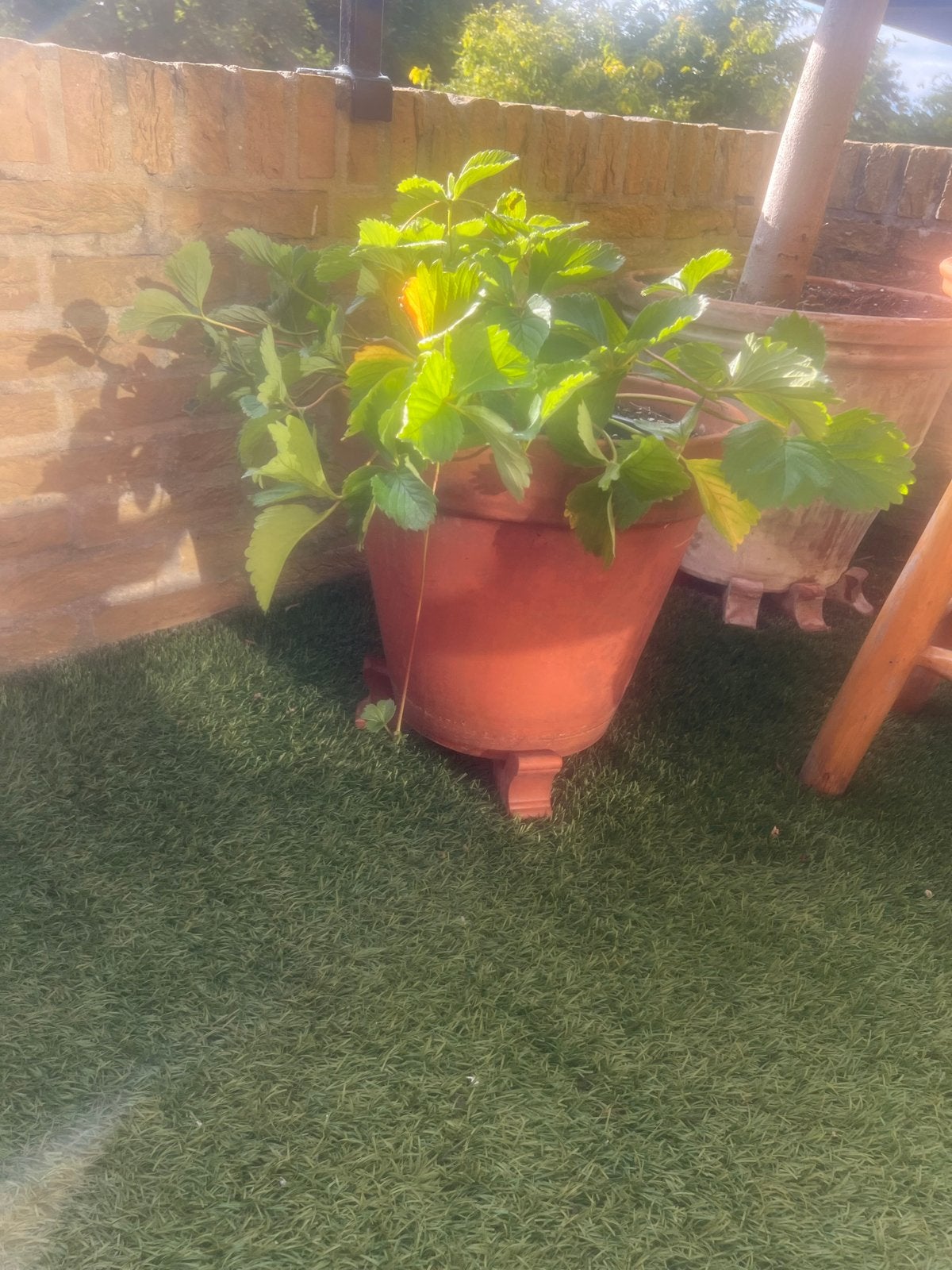 Aardbeienplant in terracotta pot, Tuin en Terras, Bloembakken en Plantenbakken, Ophalen, Overige materialen, Gebruikt, Balkon