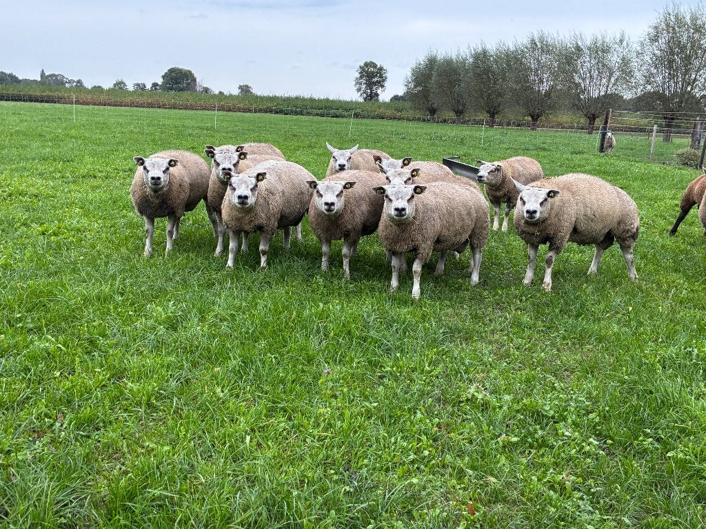 texelaar Ramlammeren te koop, Mannelijk, Schaap, 0 tot 2 jaar