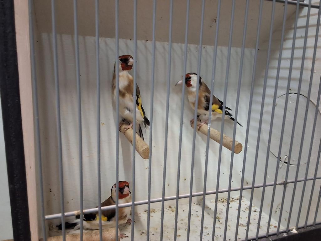 Foto 7 van Prachtige major putter geringd mannen en poppen koppels