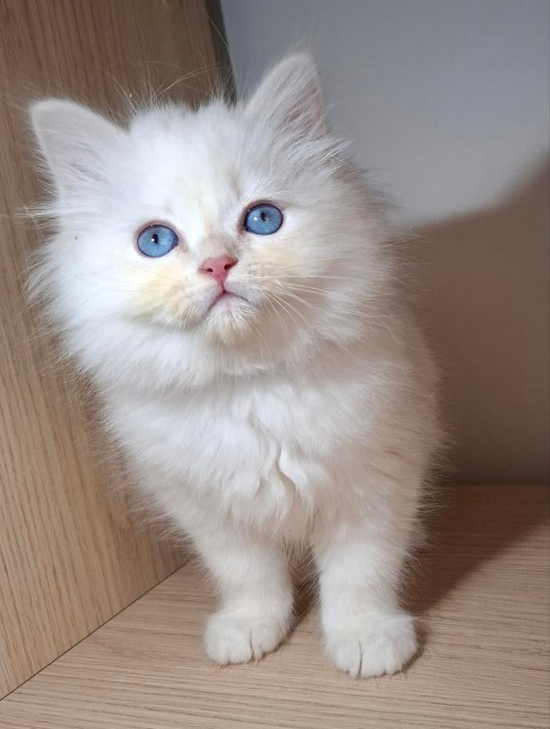 Siberische neva masquerade kitten met stamboom, Dieren en Toebehoren, Kater, Met stamboom, 0 tot 2 jaar